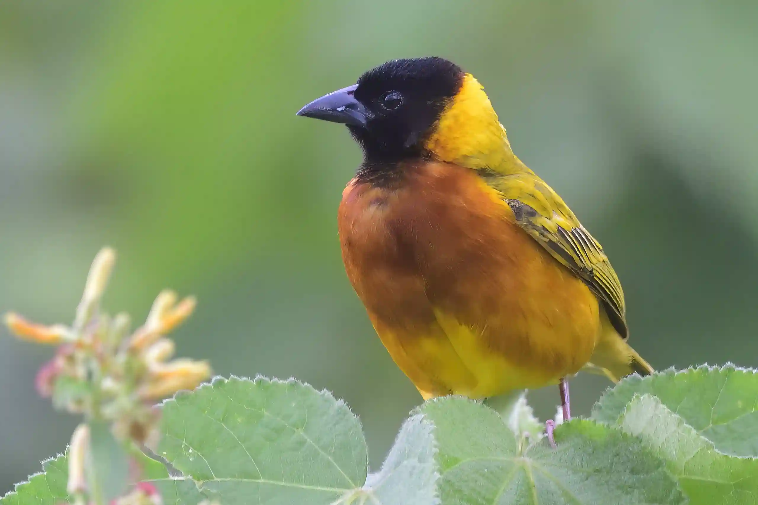 Usambara Weaver in Tanzania